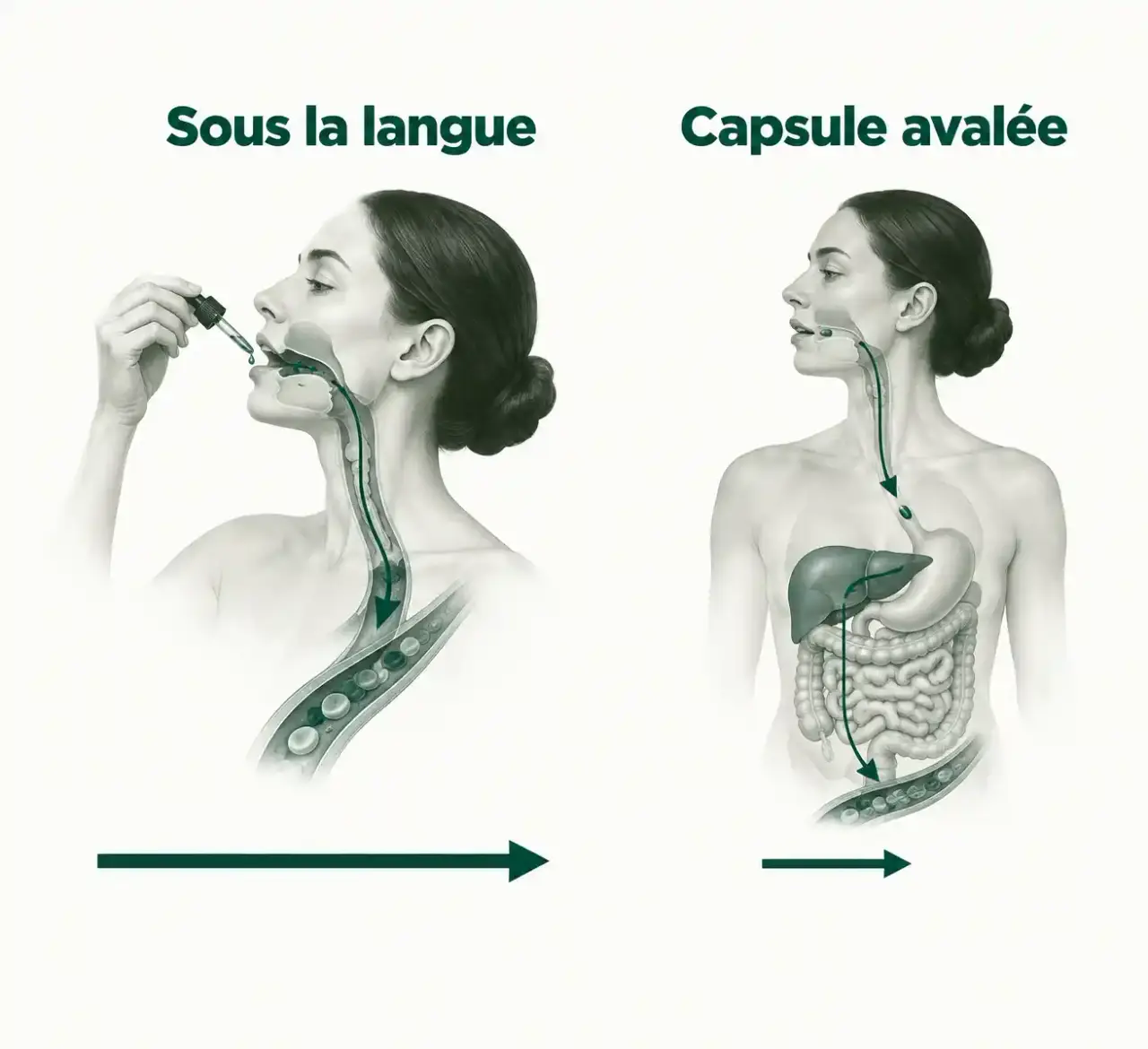 Schéma du CBD puissant : trajet d'une huile prise sous la langue comparé à celui d'une capsule avalée